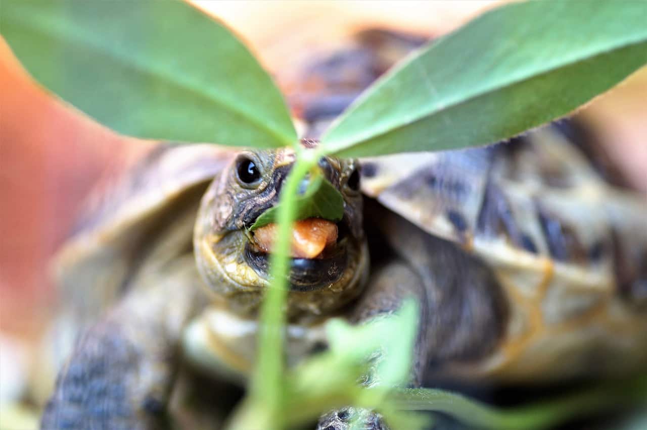 tortoise greens