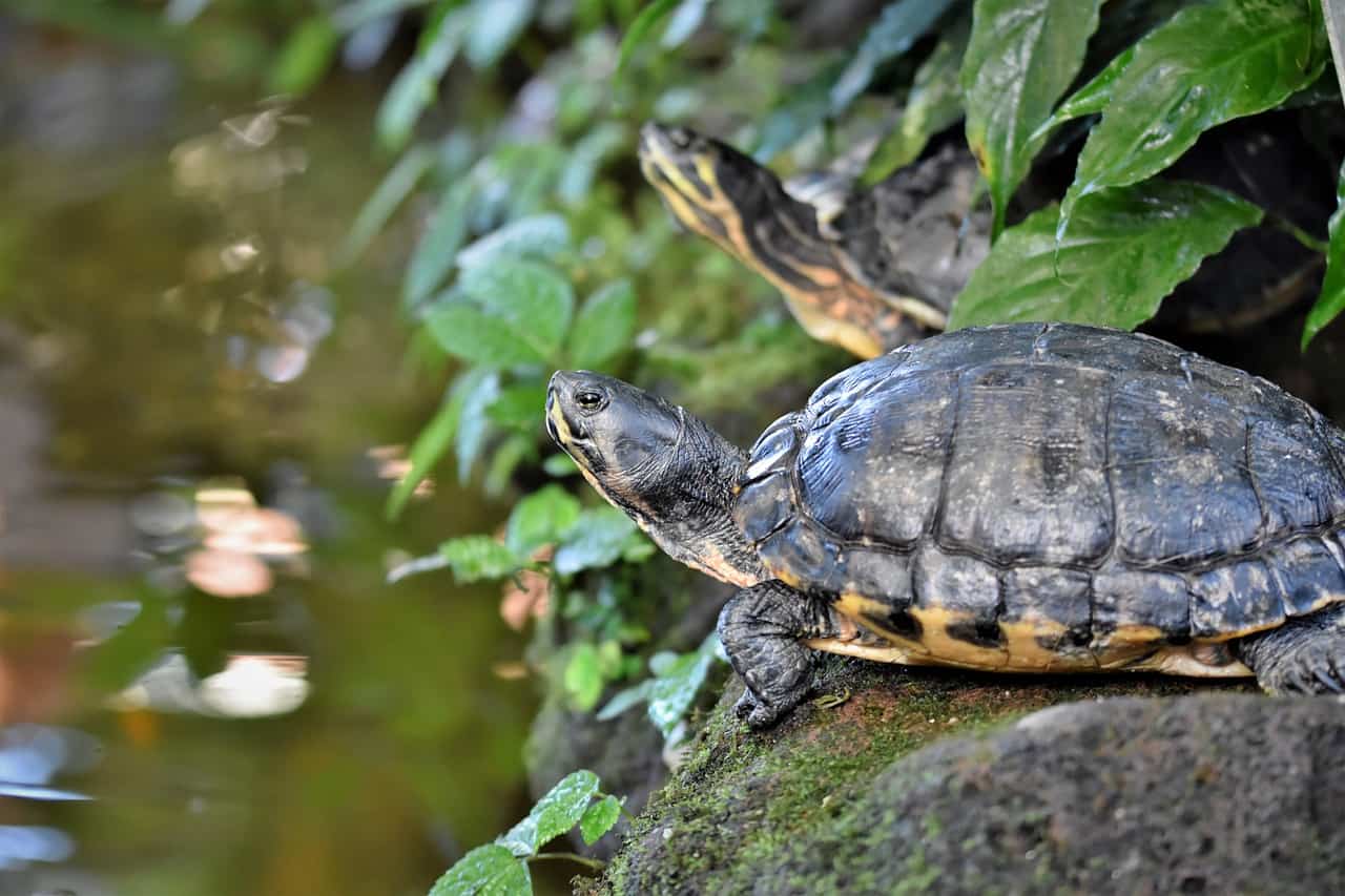 rehydrate tortoise