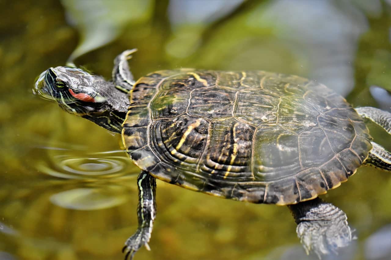 tortoise swim