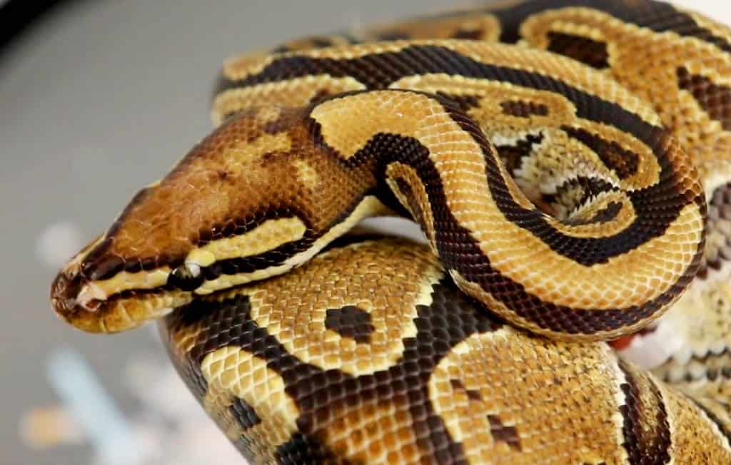 vanilla ball python