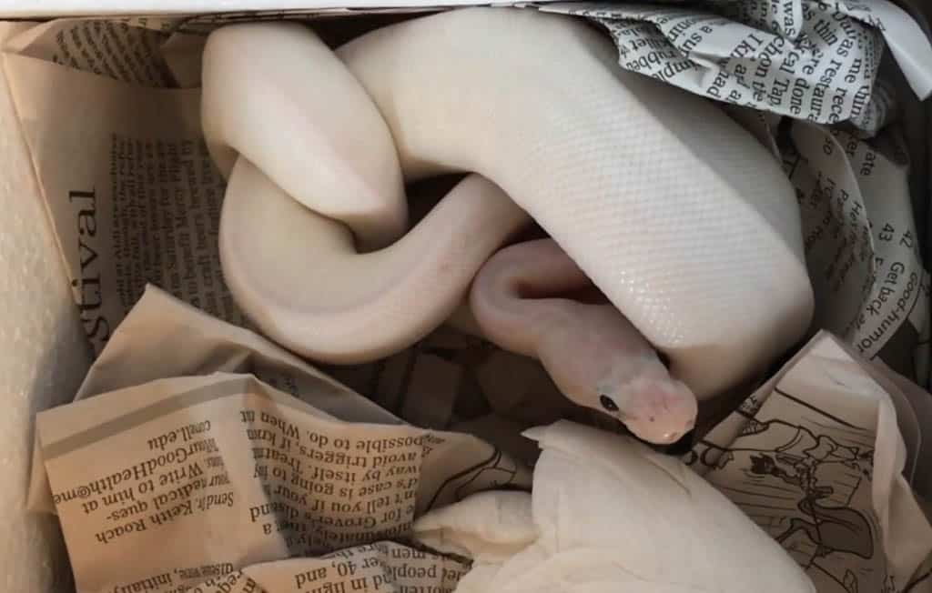 white wedding ball python