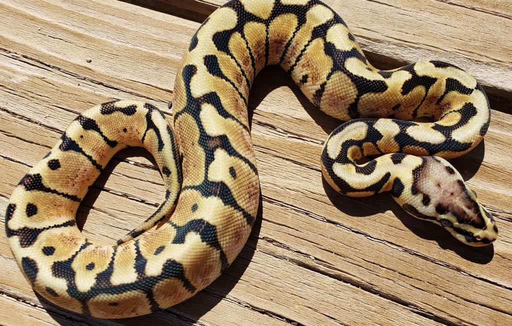 woma ball python morph