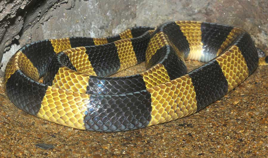 Banded Krait