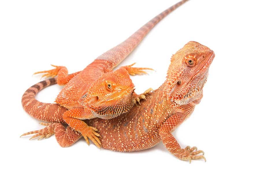 Bearded Dragon Mating Rituals