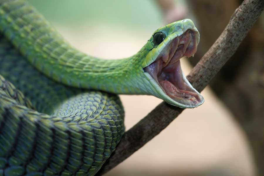 Boomslang