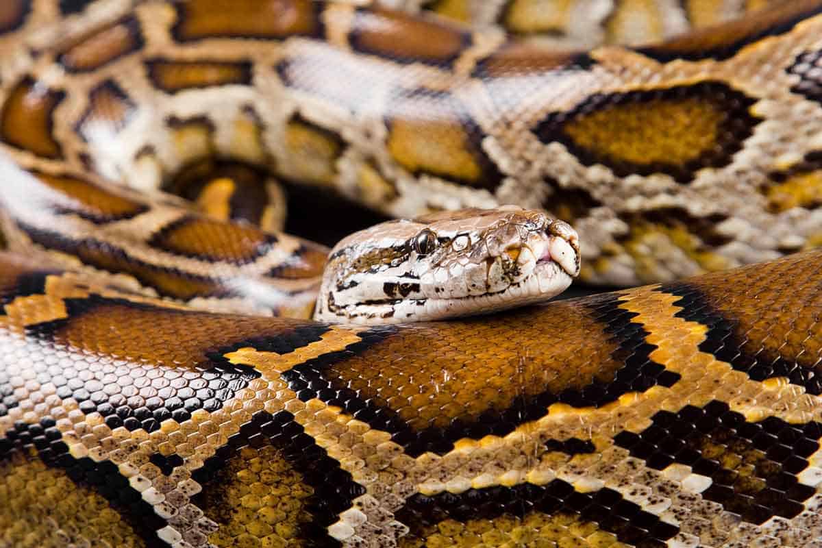 burmese python