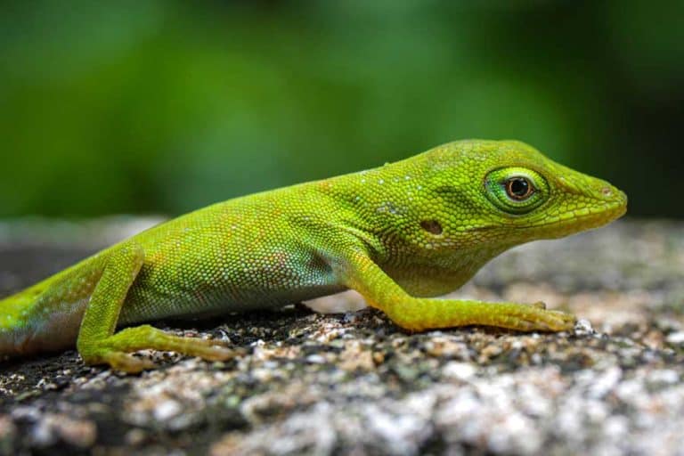 What Do Anoles Eat?