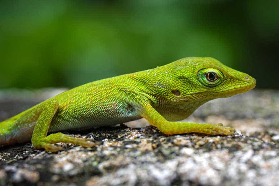 Commercial Green Anole Food