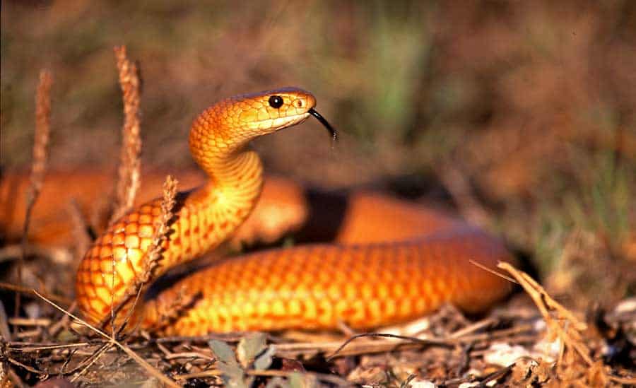 Eastern Brown Snake