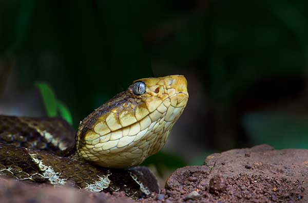 Fer-de-Lance