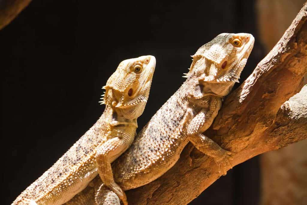 How Do Bearded Dragons Mate