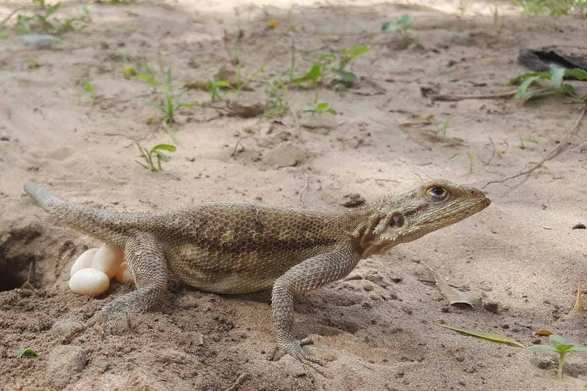 Habitat Verwarren achter How Do Lizards Have Babies?
