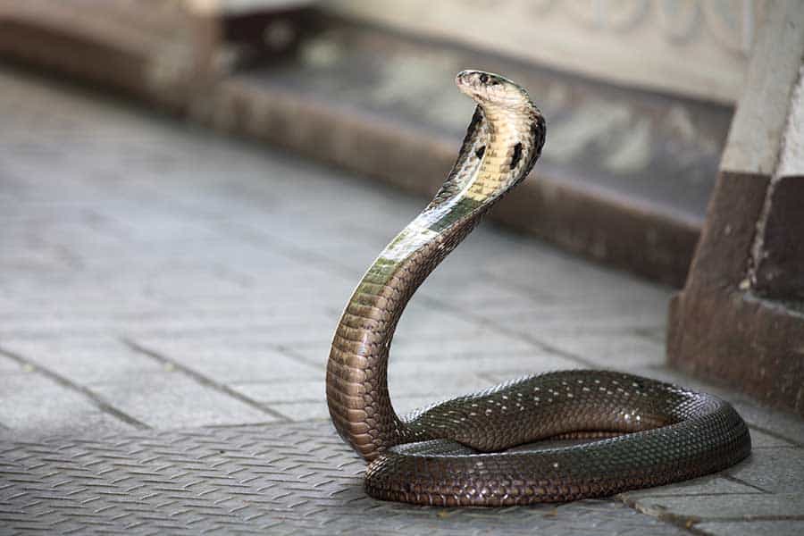 King Cobra