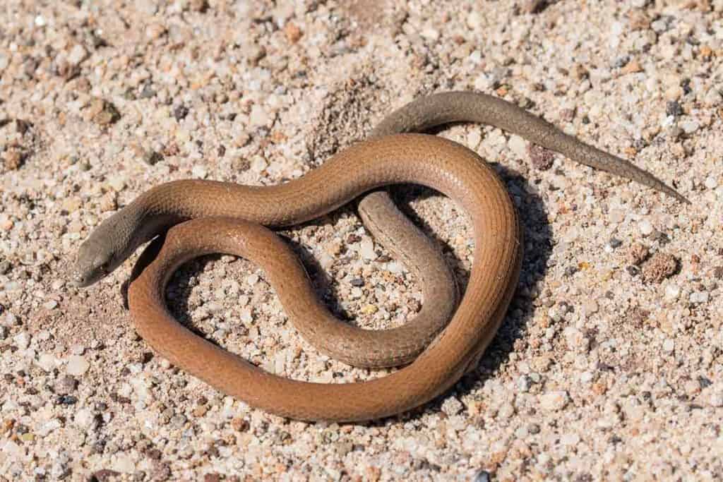 Legless Lizard vs Snake How to Tell the Difference