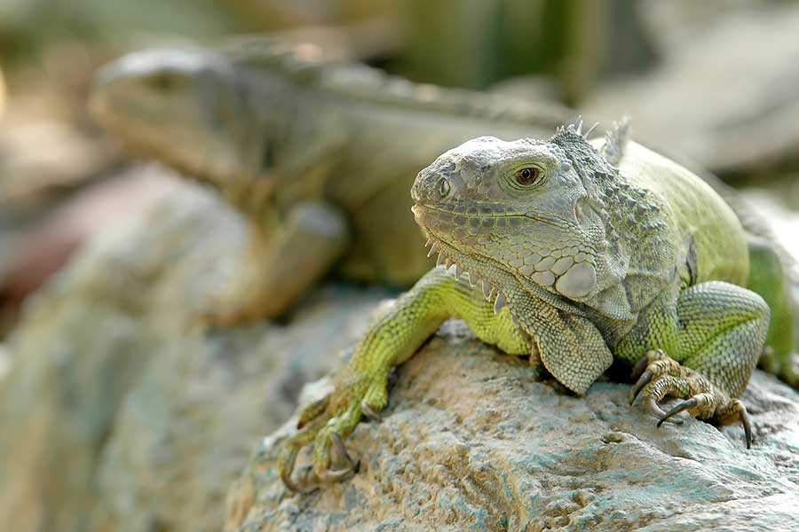 Other Types of Lizard Body Language