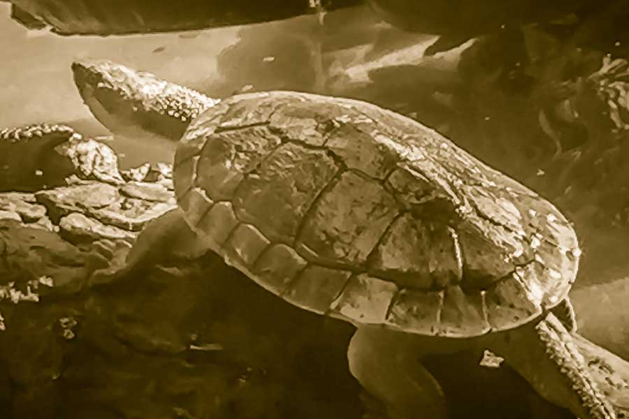 Reeves’ Turtle