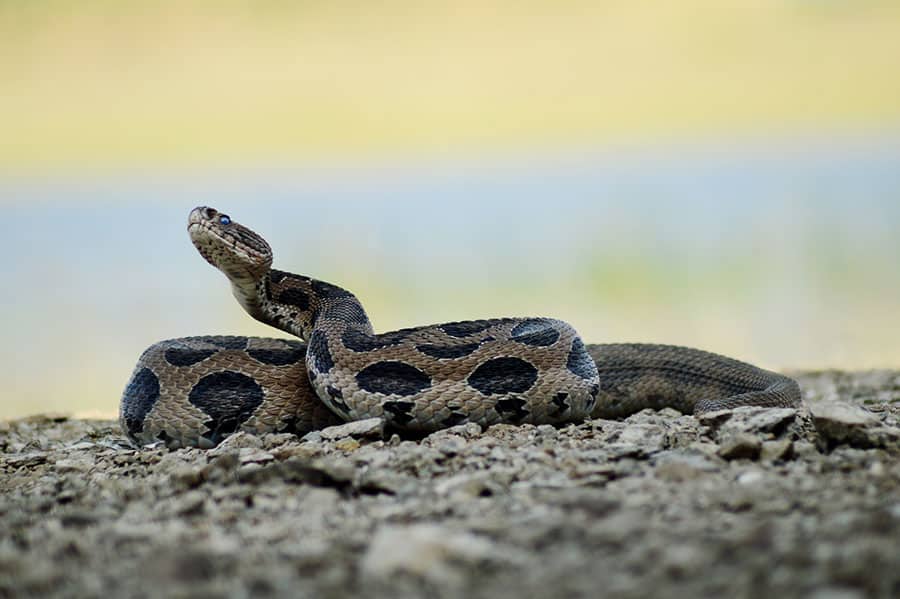 Russell's Viper