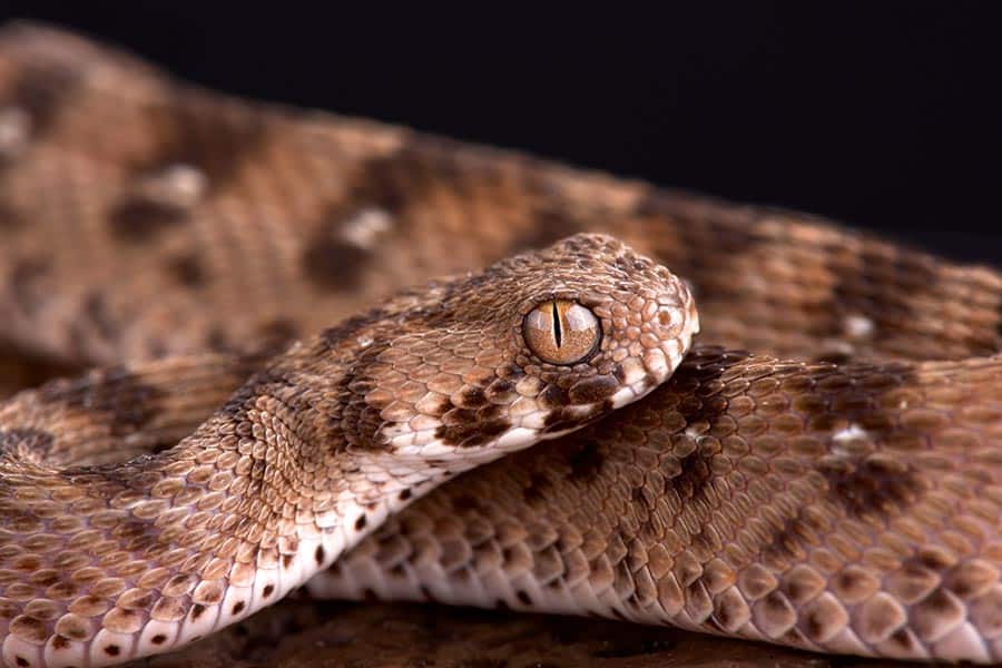 Saw-Scaled Viper