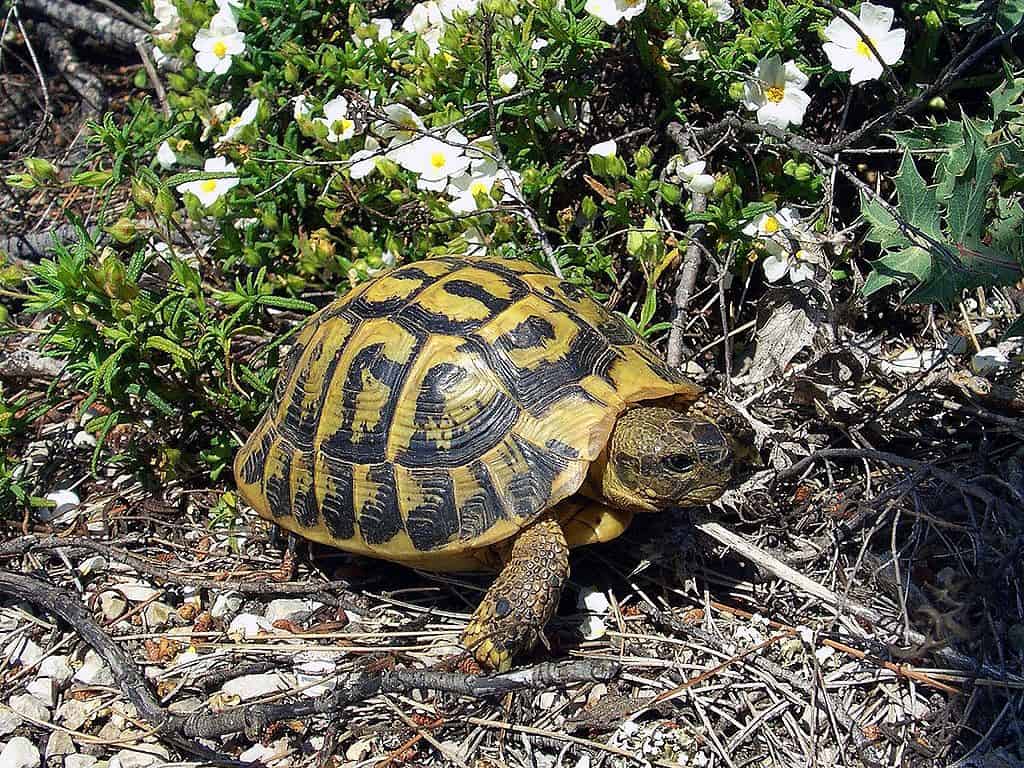 Hermann's tortoise