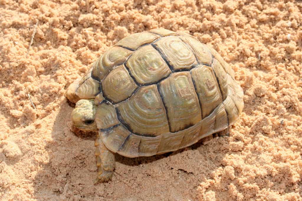 Egyptian Tortoise