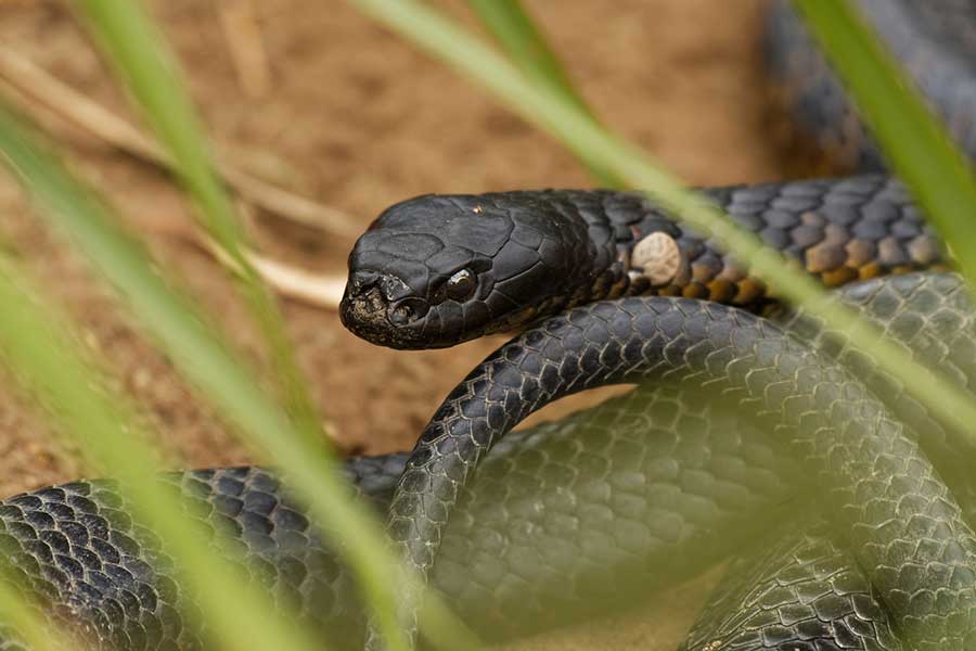 Tiger Snake