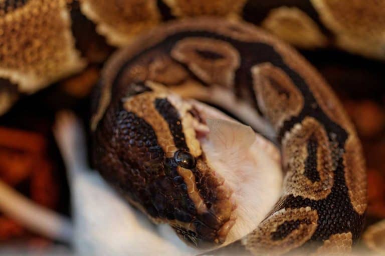 what-do-ball-pythons-eat-feeding-tips