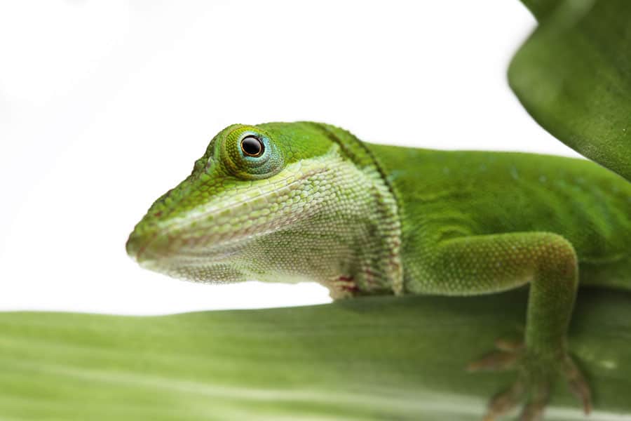 What Do Green Anole Lizards Eat in the Wild?