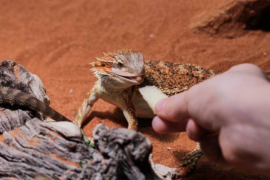 What Fruits Can Bearded Dragons Eat