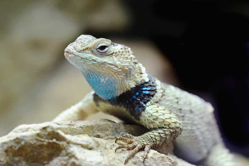 Why do lizards bob their heads