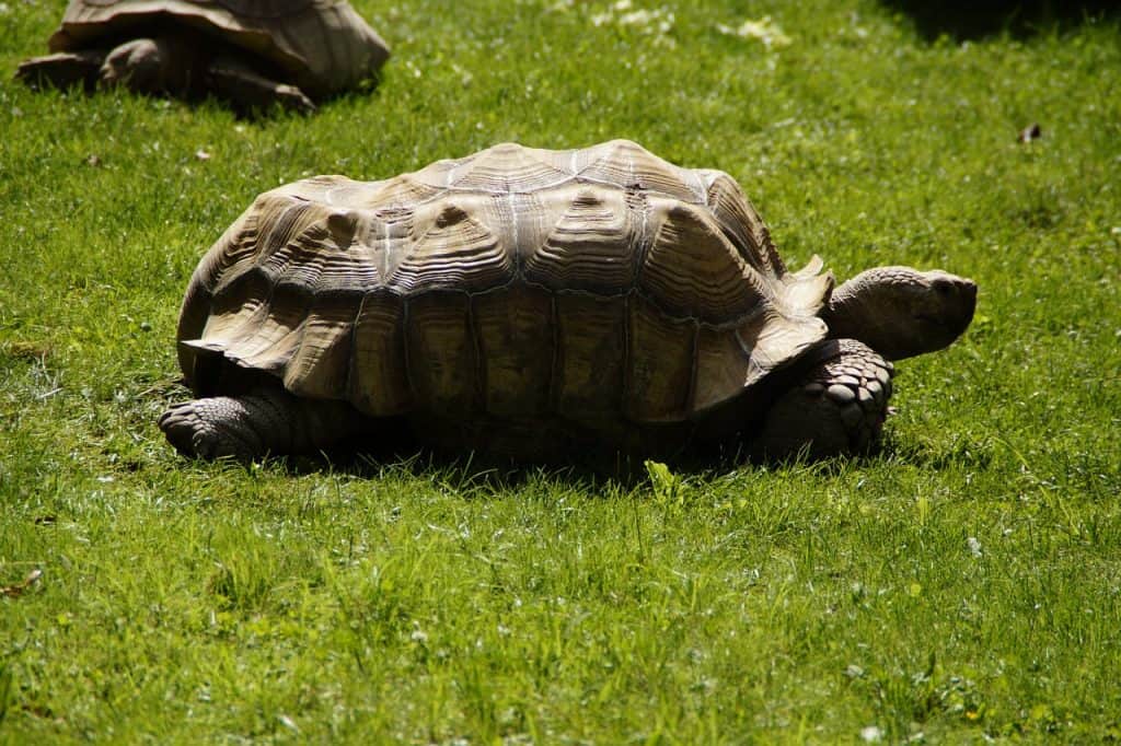 How Long Do Tortoises Live? (Average Lifespan)