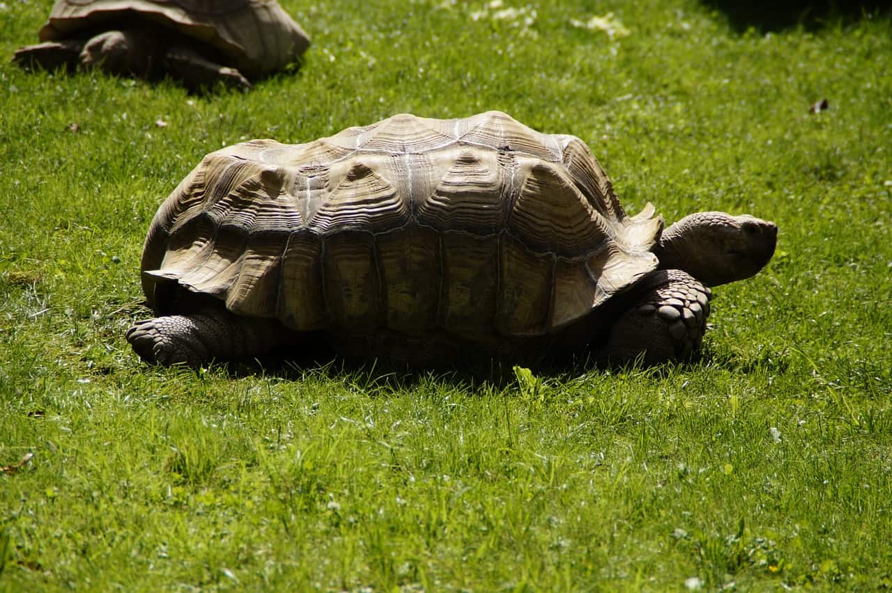 african spurred tortoise