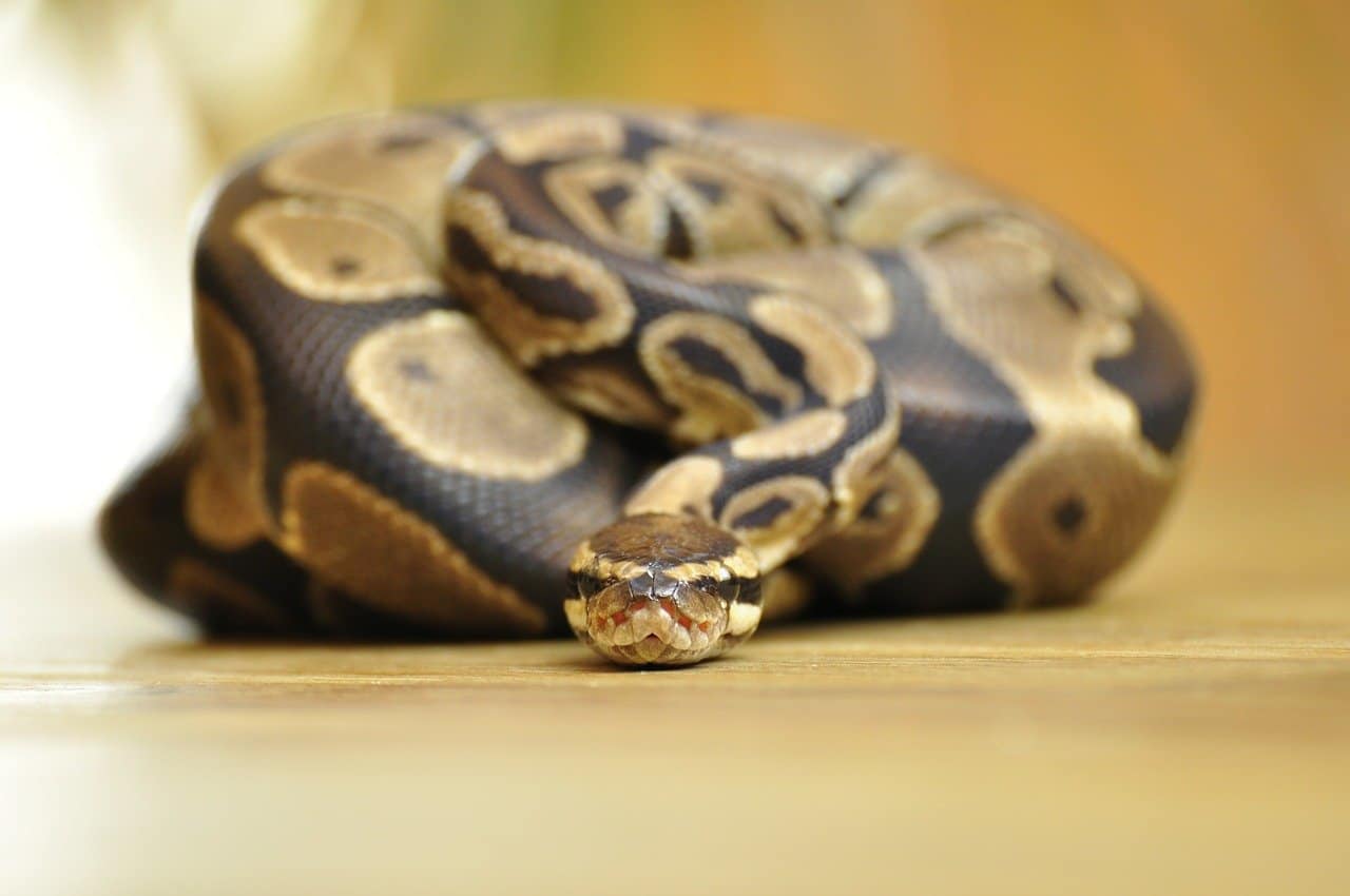 ball python