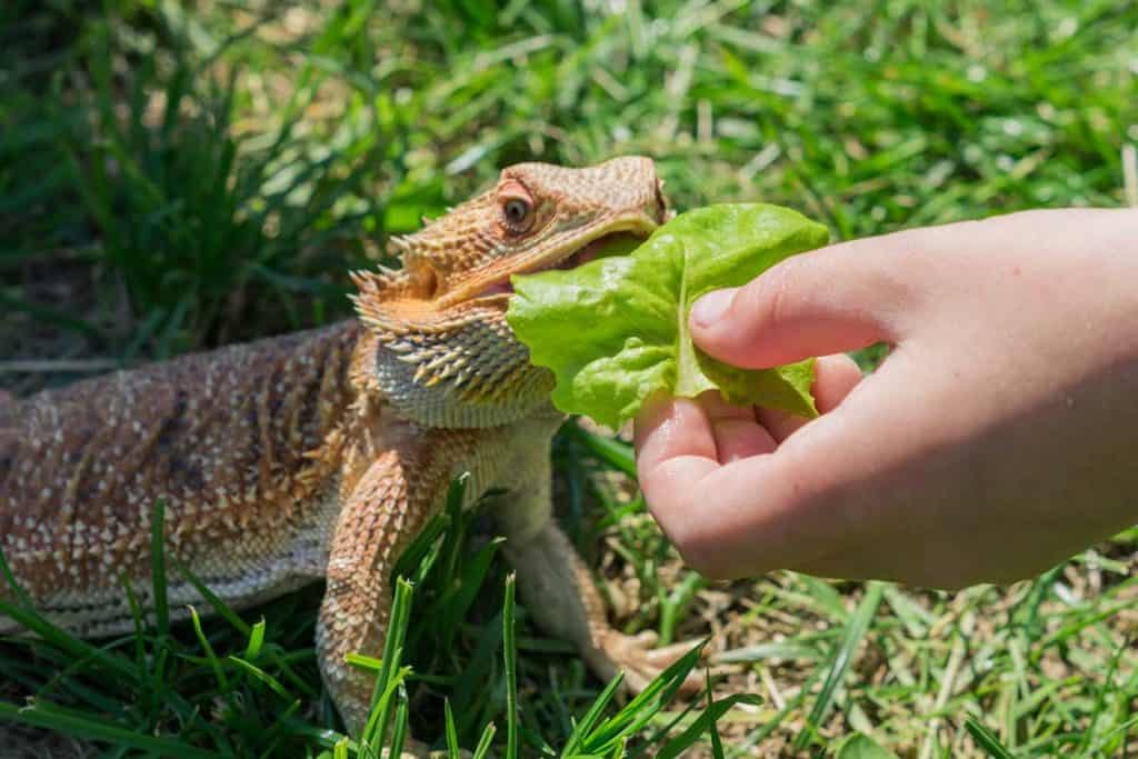 best greens for bearded dragons