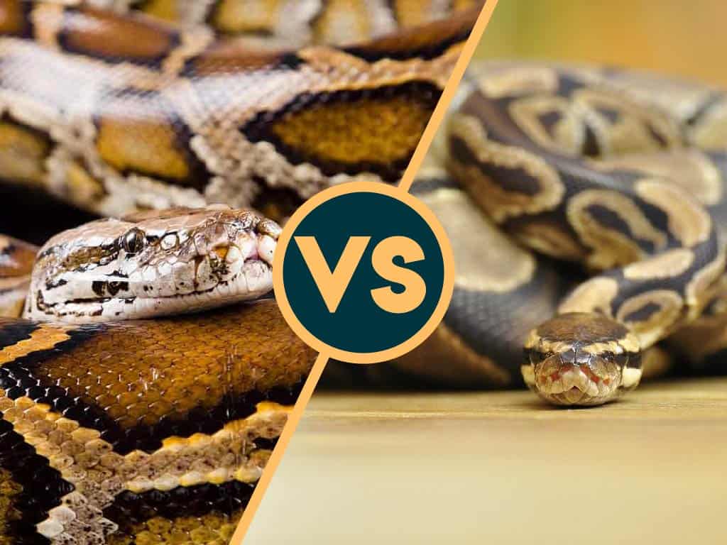 burmese python vs ball python