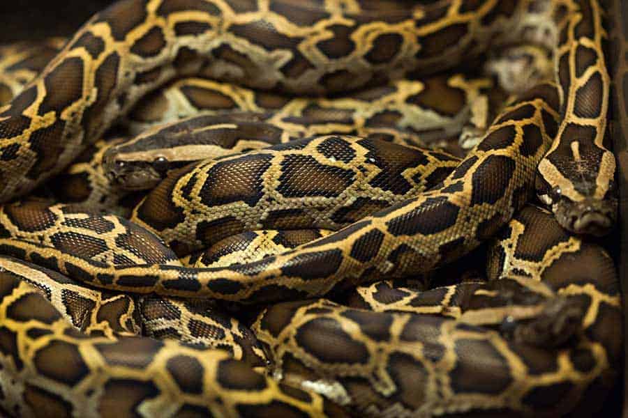 burmese python