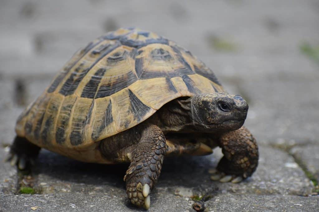 How Long Do Tortoises Live? (Average Lifespan)