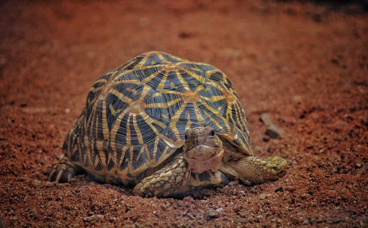 indian star tortoise