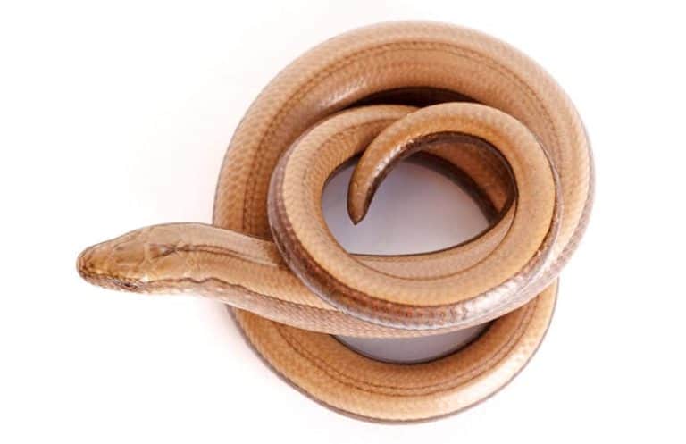 Legless Lizard Vs Snake: How To Tell The Difference