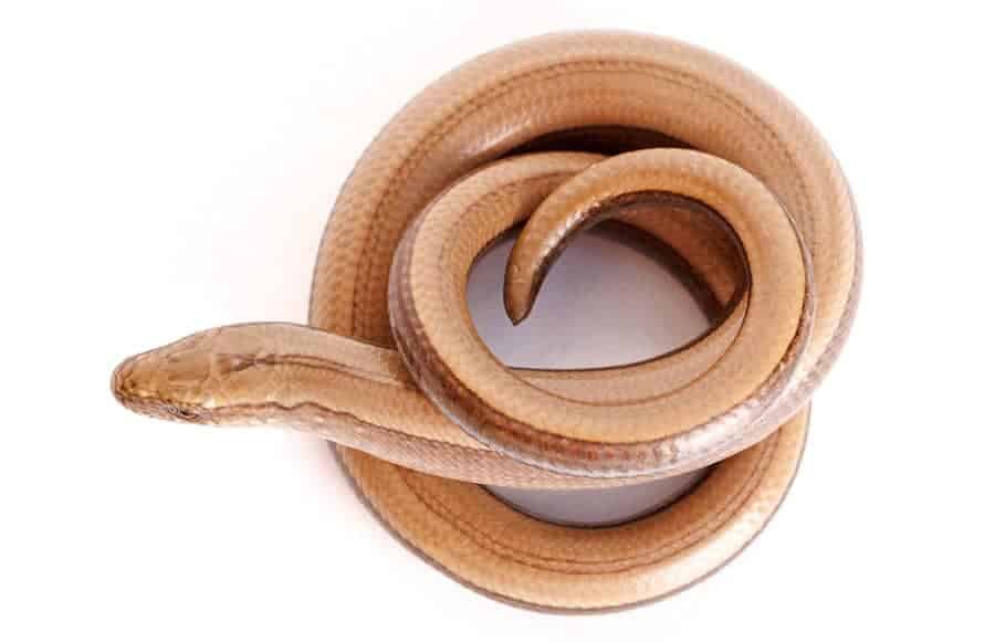 legless lizard