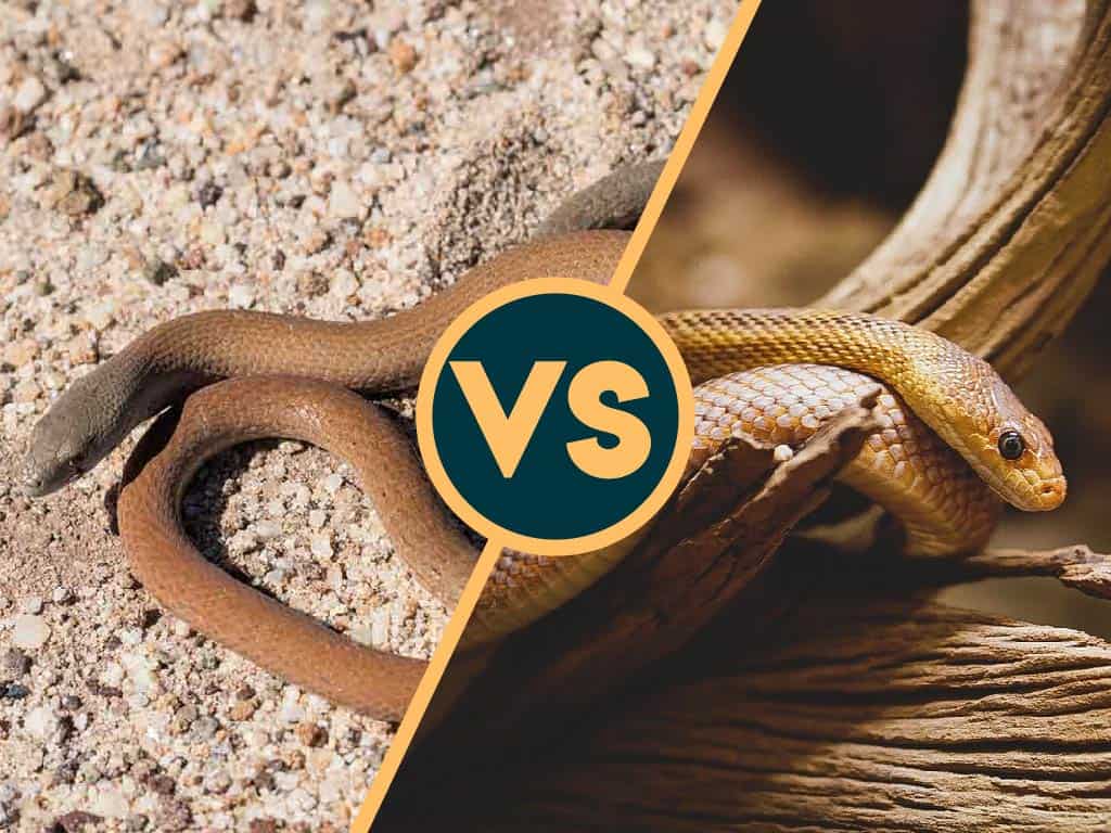 Understanding The Differences: Legless Lizard Vs Snake