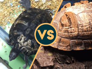 Turtle Shell Rot vs Shedding: Which Is Cause for Concern?