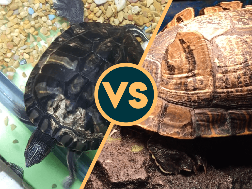 turtle shell rot vs shedding