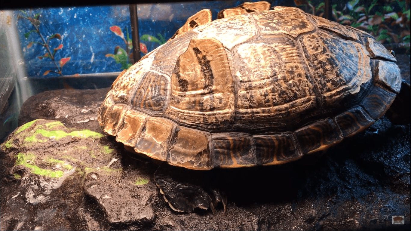 turtle shell shedding