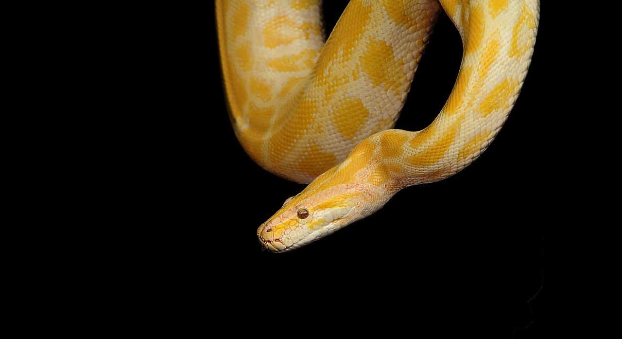 yellow python snake