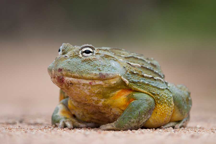 African Bullfrog/Pixie Frog