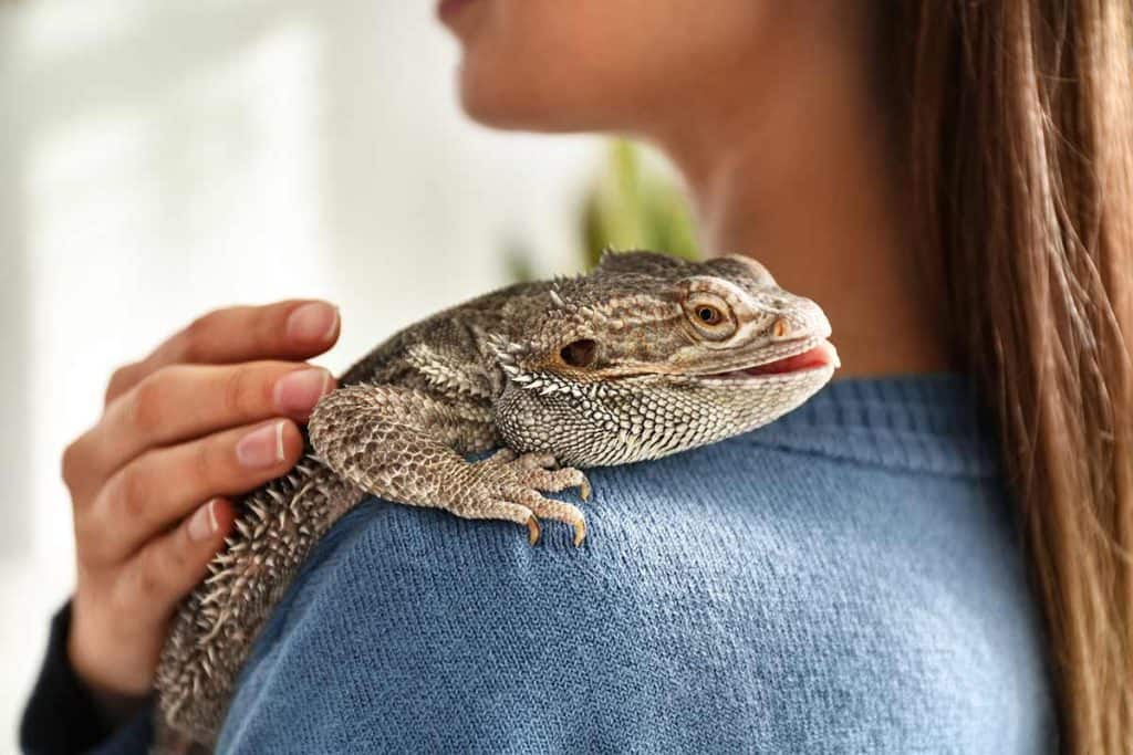 Are Bearded Dragons Friendly