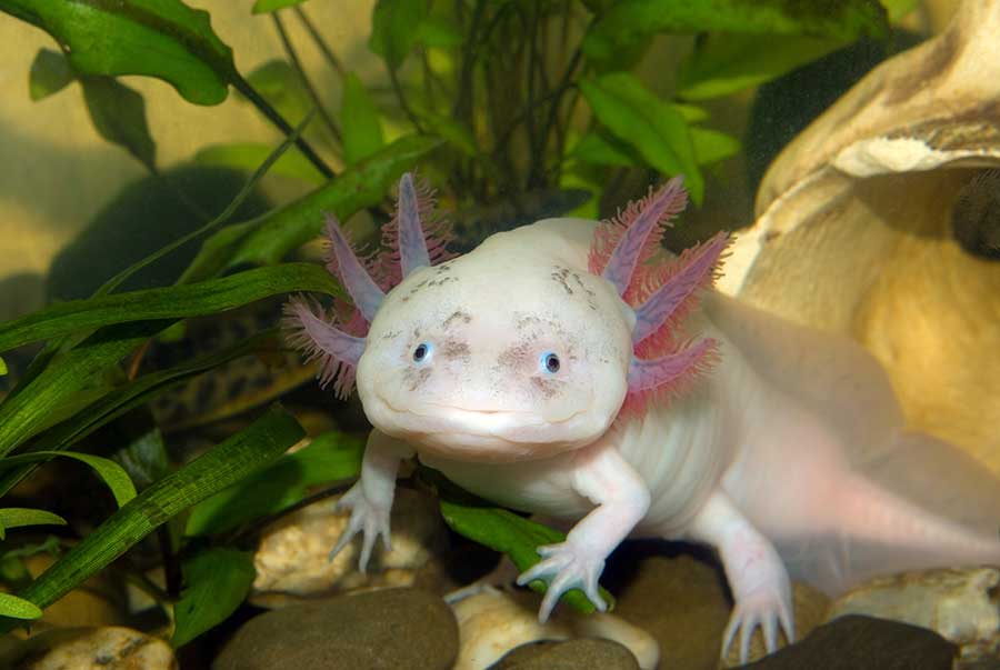 6 Best Amphibian Pets: Species You’ll Love