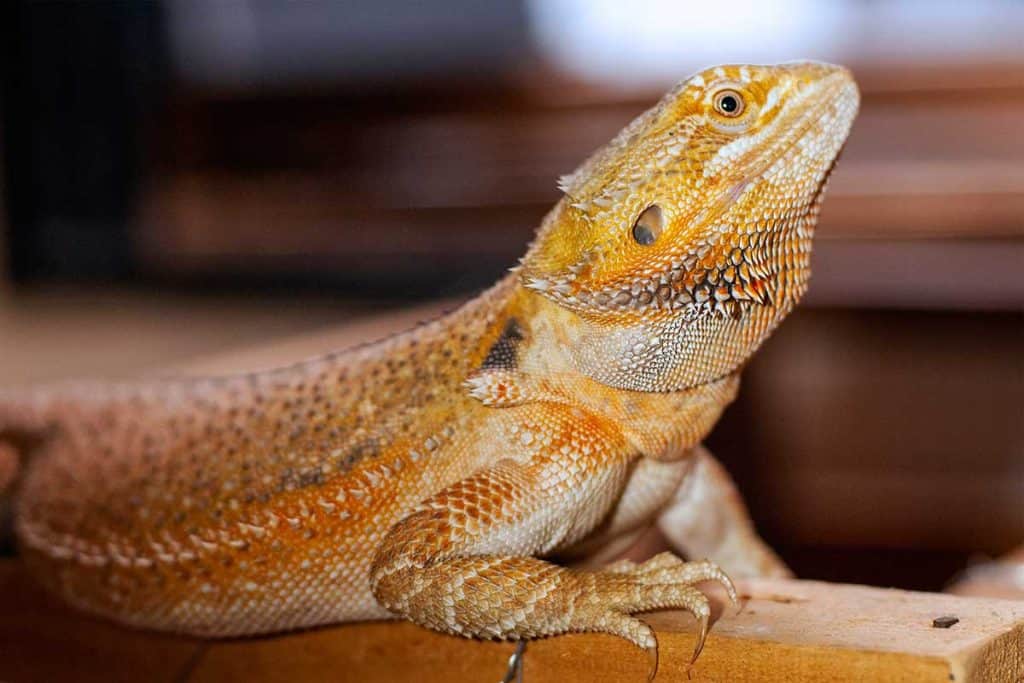 Bearded Dragon Glass Surfing