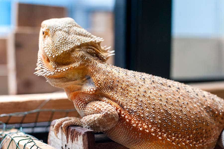 Bearded Dragon Glass Surfing Demystified