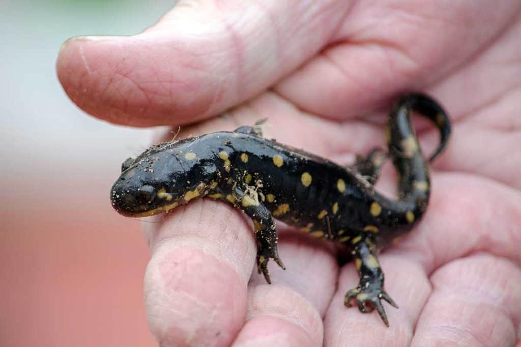 Best Amphibian Pets